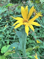 Helianthus divaricatus