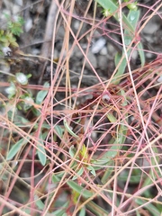 Cuscuta approximata