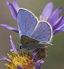 Plebejus anna