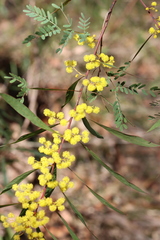 Acacia rubida
