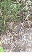 Sylvilagus floridanus