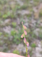 Polygala cretacea