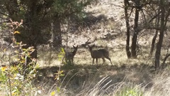 Odocoileus virginianus couesi