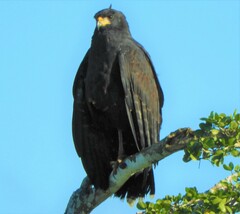 Buteogallus urubitinga