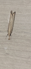 Agriphila vulgivagellus