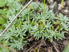 Alyssum lenense