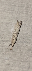 Agriphila vulgivagellus