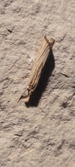 Agriphila vulgivagellus