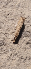 Agriphila vulgivagellus