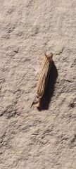 Agriphila vulgivagellus