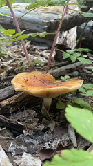 Lactifluus