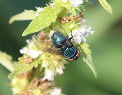 Lucilia