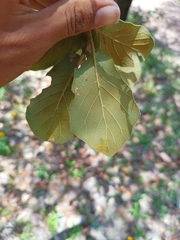 Quercus
