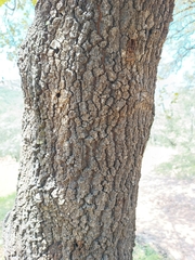 Quercus