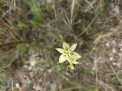 Moraea gawleri
