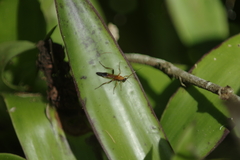 Ctenochares bicolorus