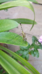 Diplacodes trivialis