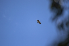 Hieraaetus morphnoides