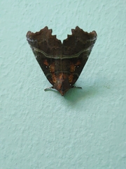 Scoliopteryx libatrix