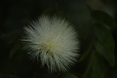 Calliandra