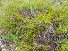 Carex humilis