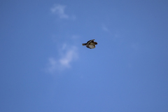 Hieraaetus morphnoides