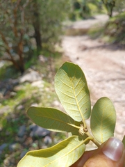 Quercus