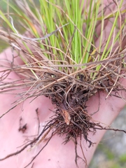 Carex humilis