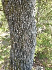 Quercus