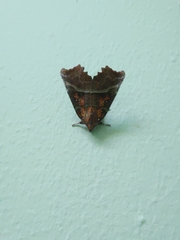 Scoliopteryx libatrix