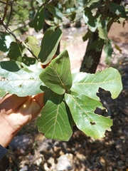 Quercus rugosa