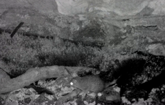 Phascogale tapoatafa