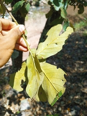 Quercus rugosa