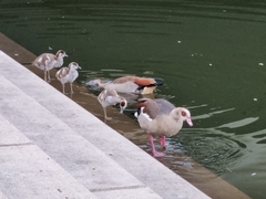 Alopochen aegyptiaca