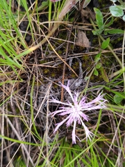 Psephellus marschallianus