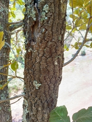 Quercus rugosa
