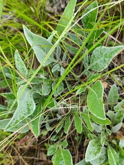 Psephellus marschallianus