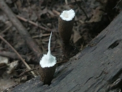 Xylaria polymorpha