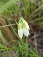 Onosma simplicissima