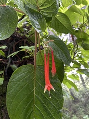 Fuchsia