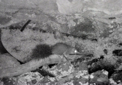 Phascogale tapoatafa