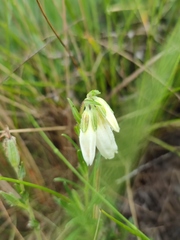 Onosma simplicissima