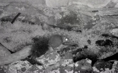 Phascogale tapoatafa