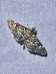 Diathrausta harlequinalis