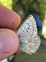 Polyommatus coridon