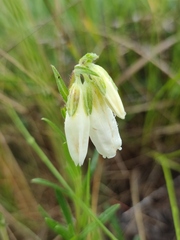 Onosma simplicissima
