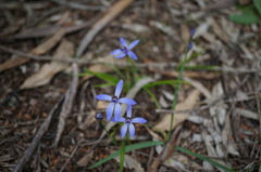 Pheladenia deformis