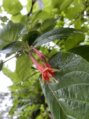 Fuchsia