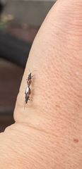 Oxycarenus lavaterae