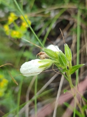 Onosma simplicissima